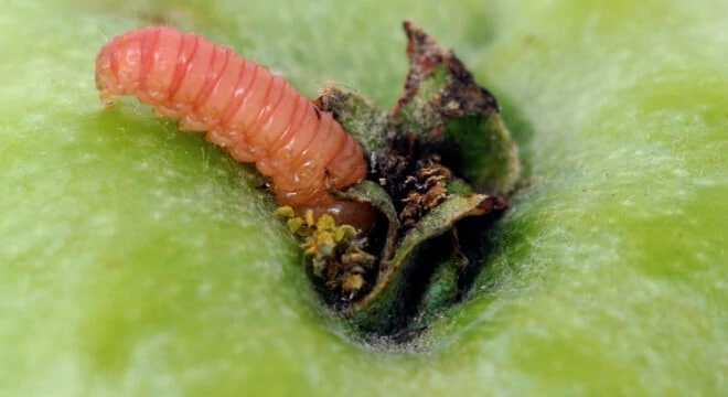 codling moth 3 big