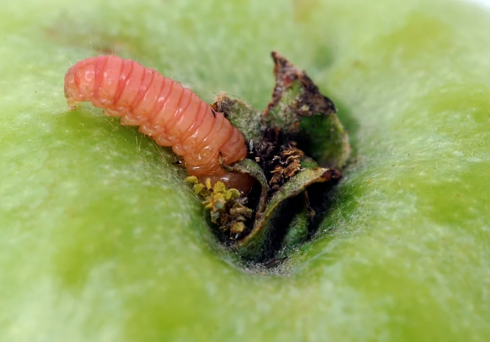codling moth 3 big