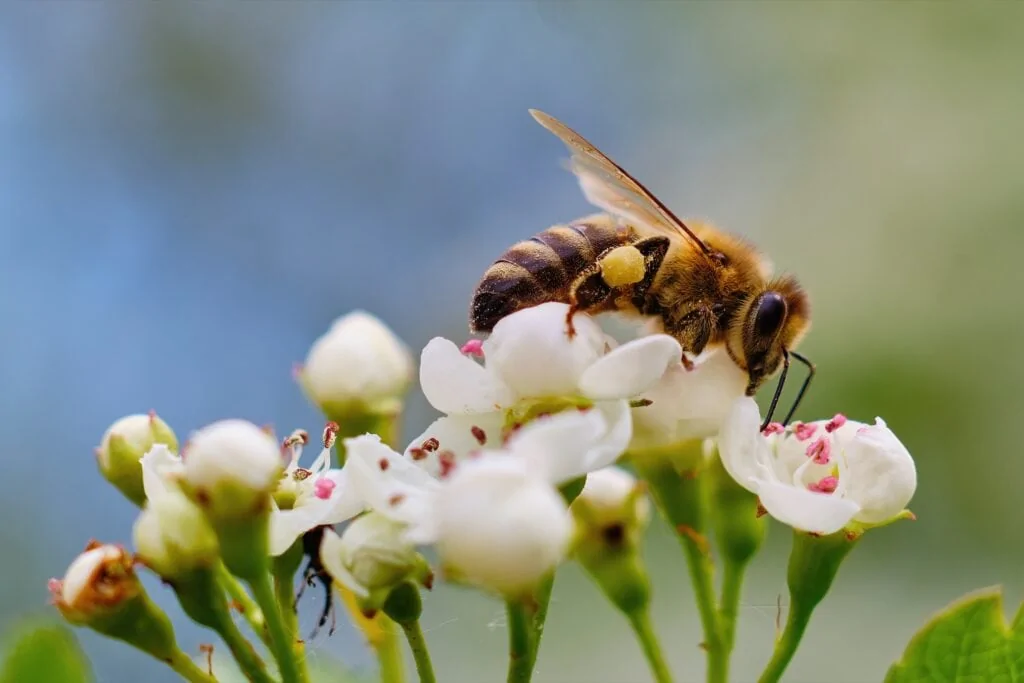 bee pollinating a white flower 2021 08 28 05 25 50 utc