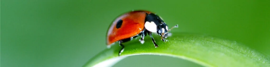 adalia bipunctata@2x