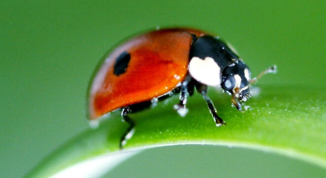 adalia bipunctata@2x