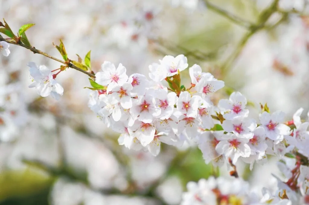 blossom 2021 08 30 03 53 07 utc