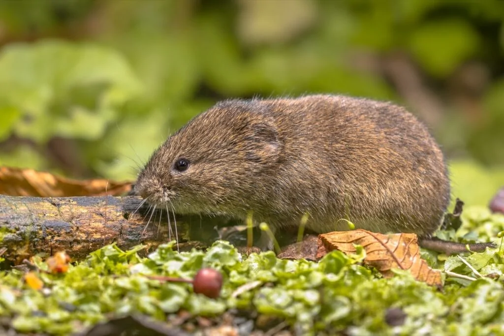 field-vole-natural-environment-2021-09-03-22-56-32-utc