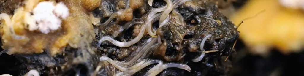 steinernema feltiae
