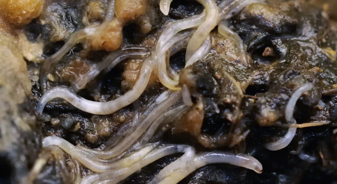 steinernema feltiae