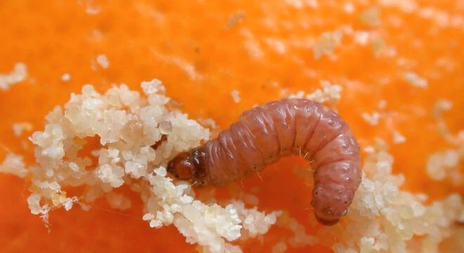 Bio Insecticides Cryptex1