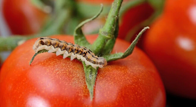 Bio Insecticides Helicovex1