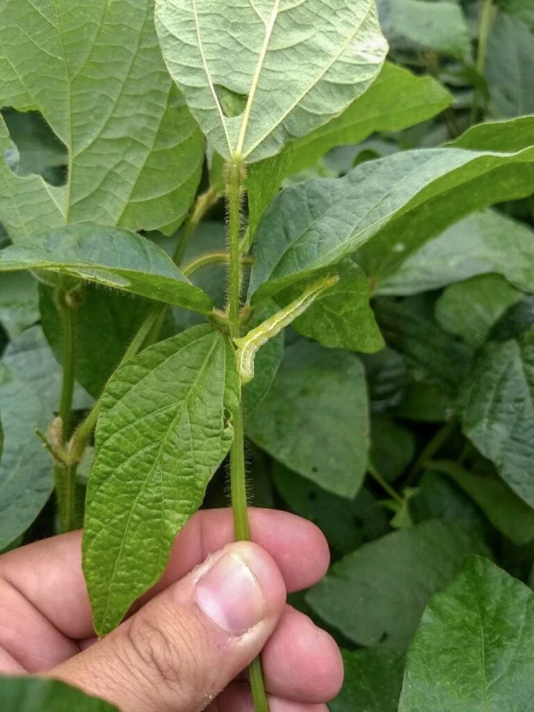 Bio Insecticides Loopovir1