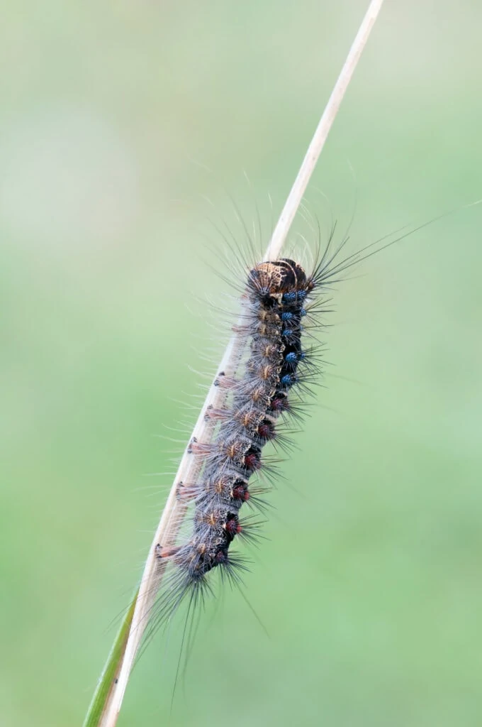 Bio Insecticides Lymantria dispar MNPV1