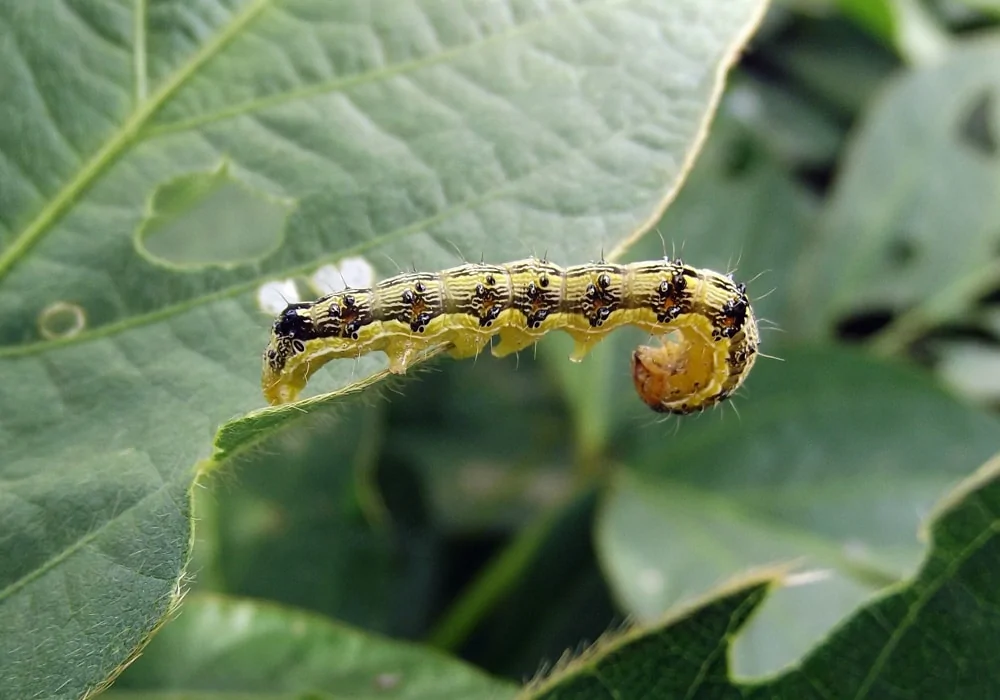 Bio Insecticides Nomu Protec