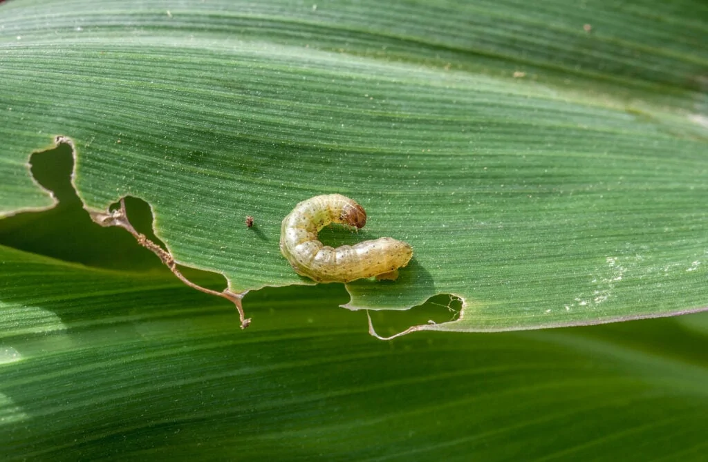 Bio Insecticides Shodovir Plus1
