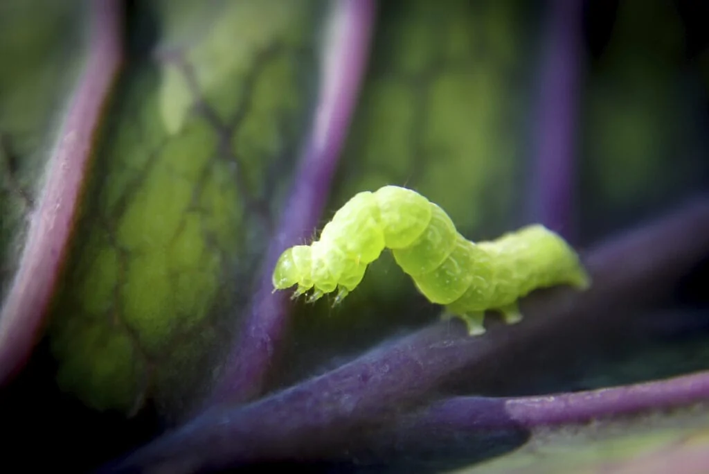 Bio Insecticides loopex1