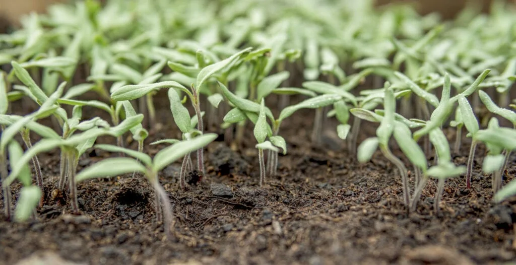 BiostimulantsBioinoculants 2