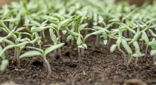 BiostimulantsBioinoculants 2