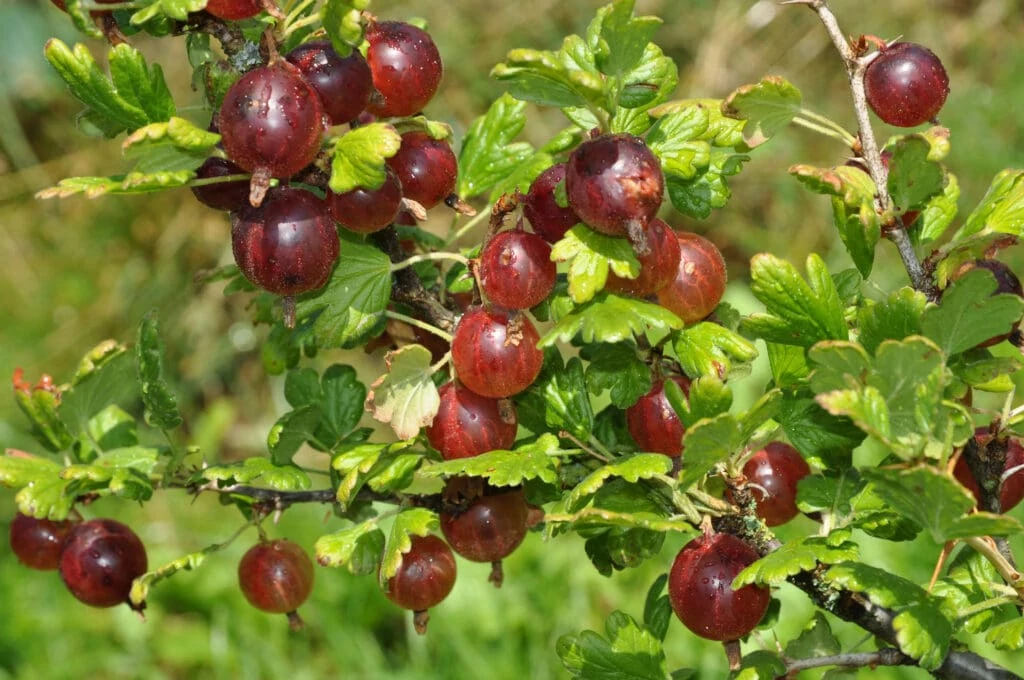 BiostimulantsBioinoculants AminoVital2