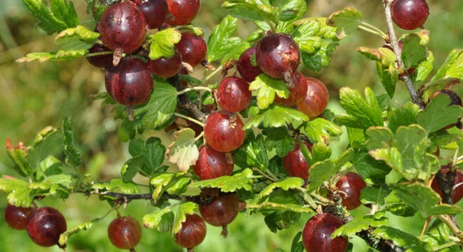 BiostimulantsBioinoculants AminoVital2