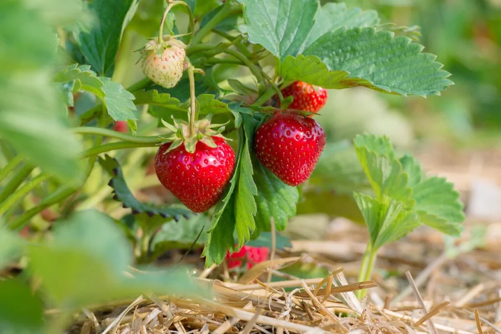 BiostimulantsBioinoculants RhizoVital1