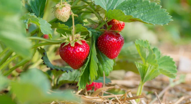 BiostimulantsBioinoculants RhizoVital1