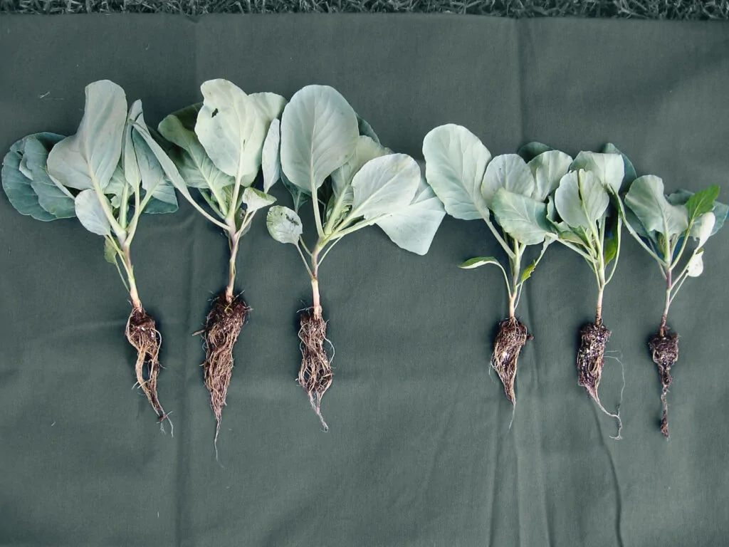 BiostimulantsBioinoculants T Gro1