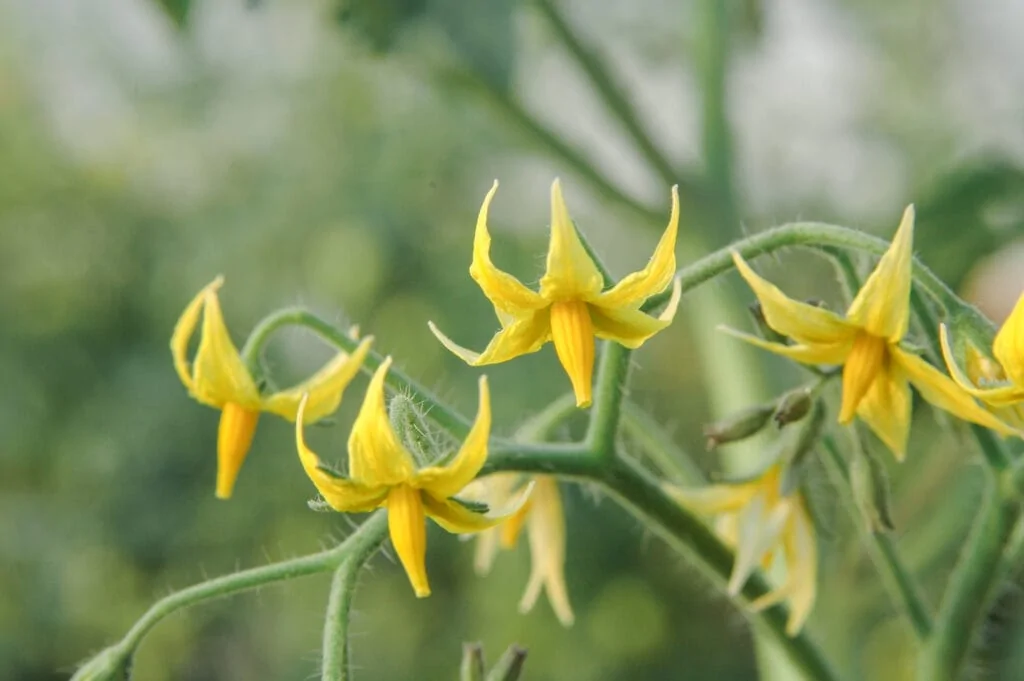 BiostimulantsBioinoculants UPP Biostimulants2