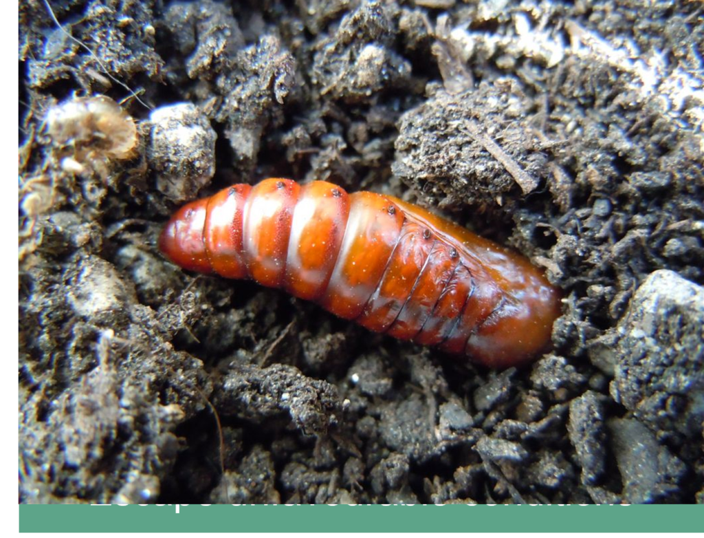 Insects for research