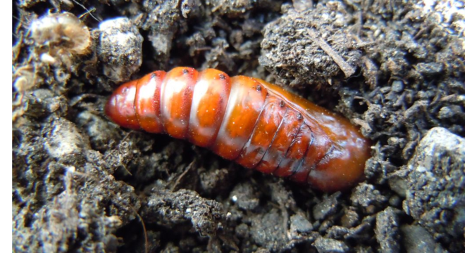 Insects for research