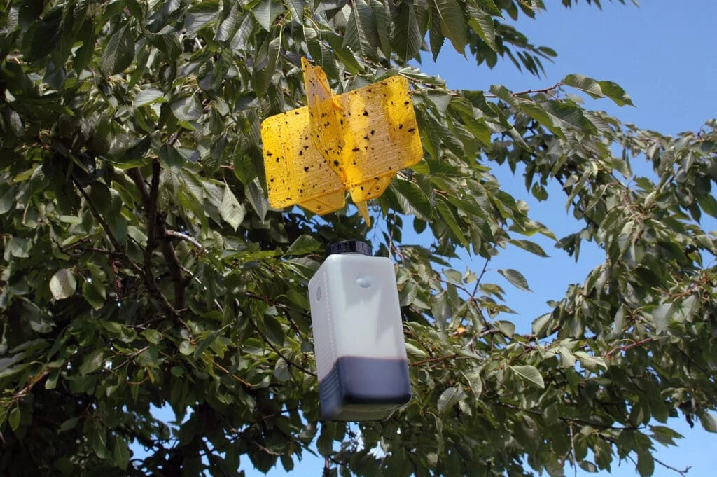 Monitoring systemsMass trapping Rebellcoloured sticky traps1
