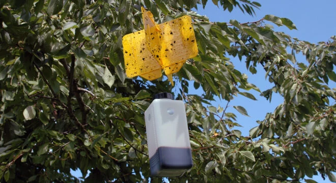 Monitoring systemsMass trapping Rebellcoloured sticky traps1