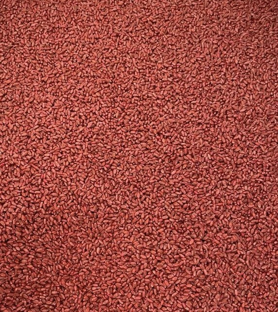 Rhizo Seeds 1