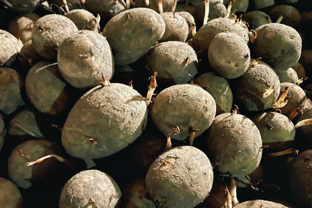 Jak przygotować ziemniaki do przechowywania? 7 Przypalone kiełki ziemniaka.