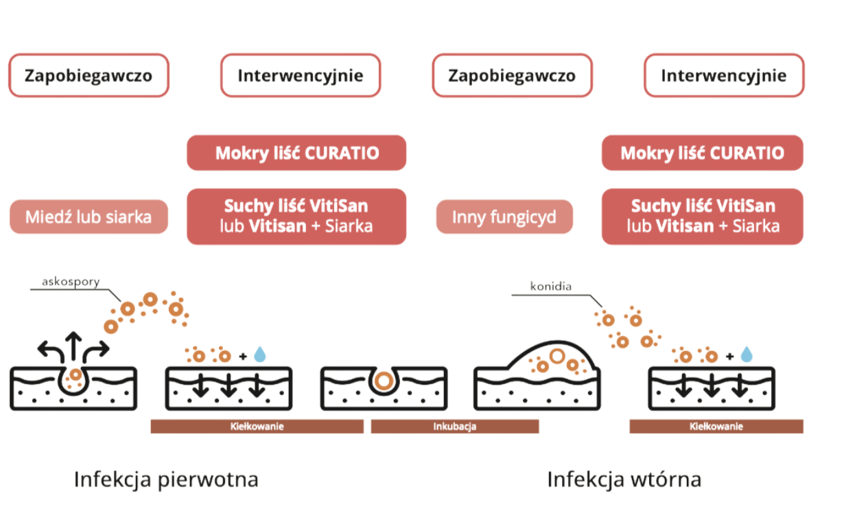 infekcje curatio